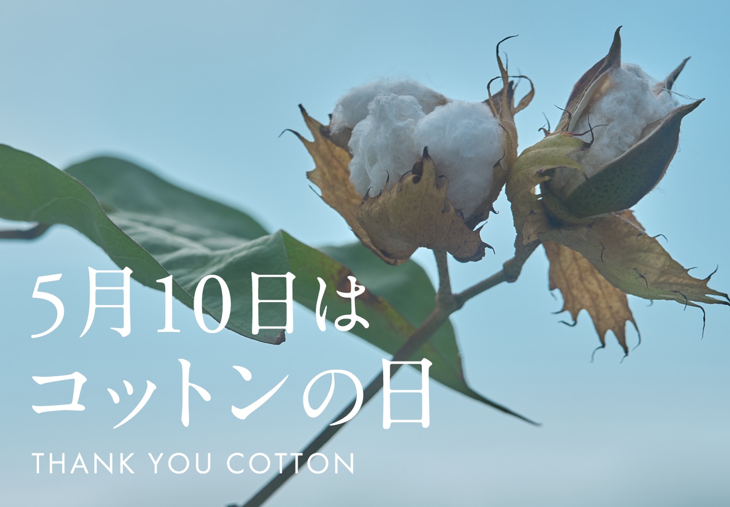 5月10日はコットンの日